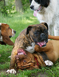 Hondencentrum Bijndelsveld - Spelende honden